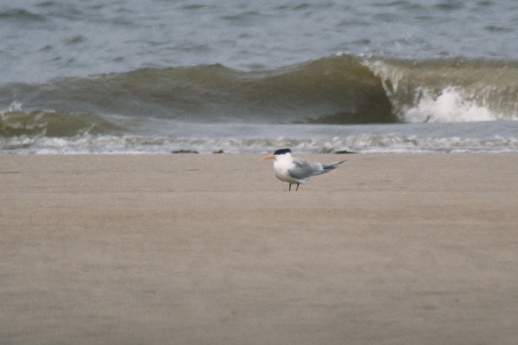 Lesser Crested Tern Rimac June 1993 G P Catley topaz enhance