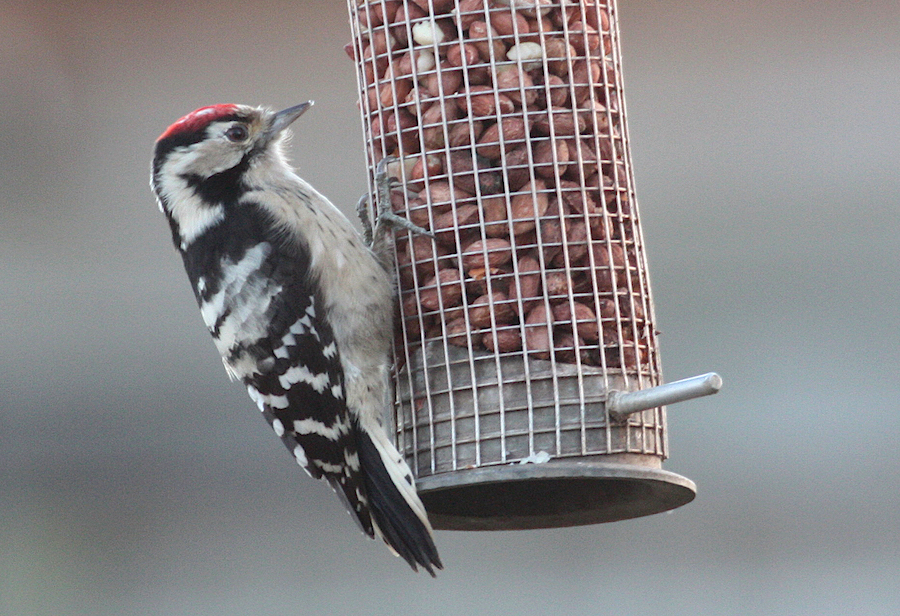Lesser Spotted Woodpecker Fleet Holbeach 09.01.11 ColinNeve