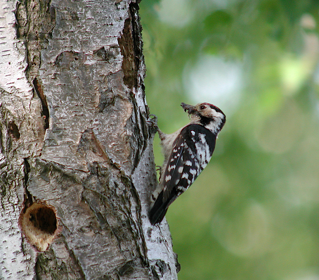 Lesser Spotted Woodpecker Sweeting Thorns May 26th 2004 GPC
