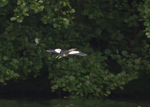 LittleBittern 280615 KirkbyGP CScott