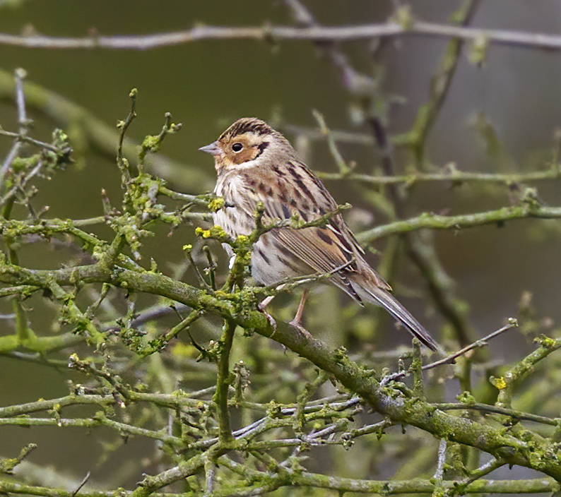 LittleBunting1 020314 Lea Marsh GPCatley