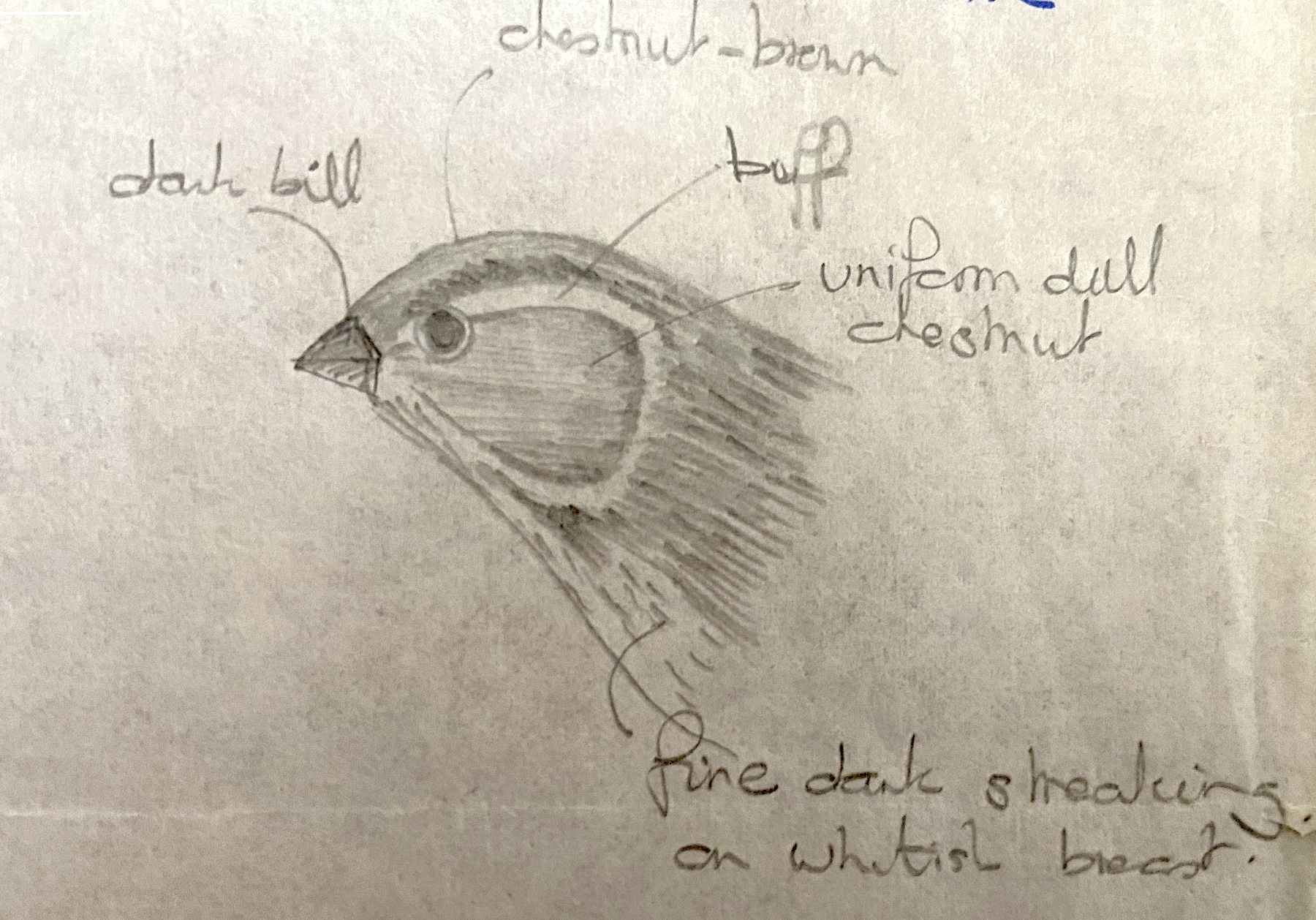 LittleBunting 041280 WybertonMarsh PBoyer