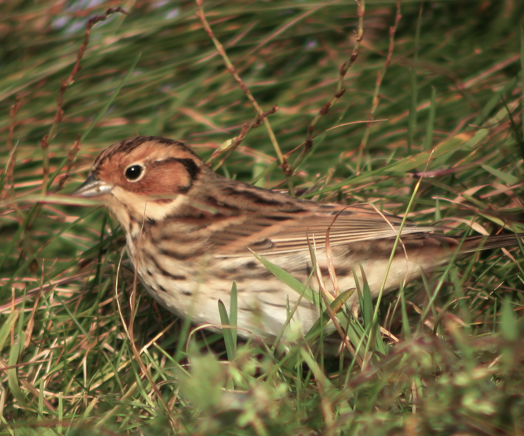 LittleBunting 231004 Skegness JohnWright topaz enhance sharpen