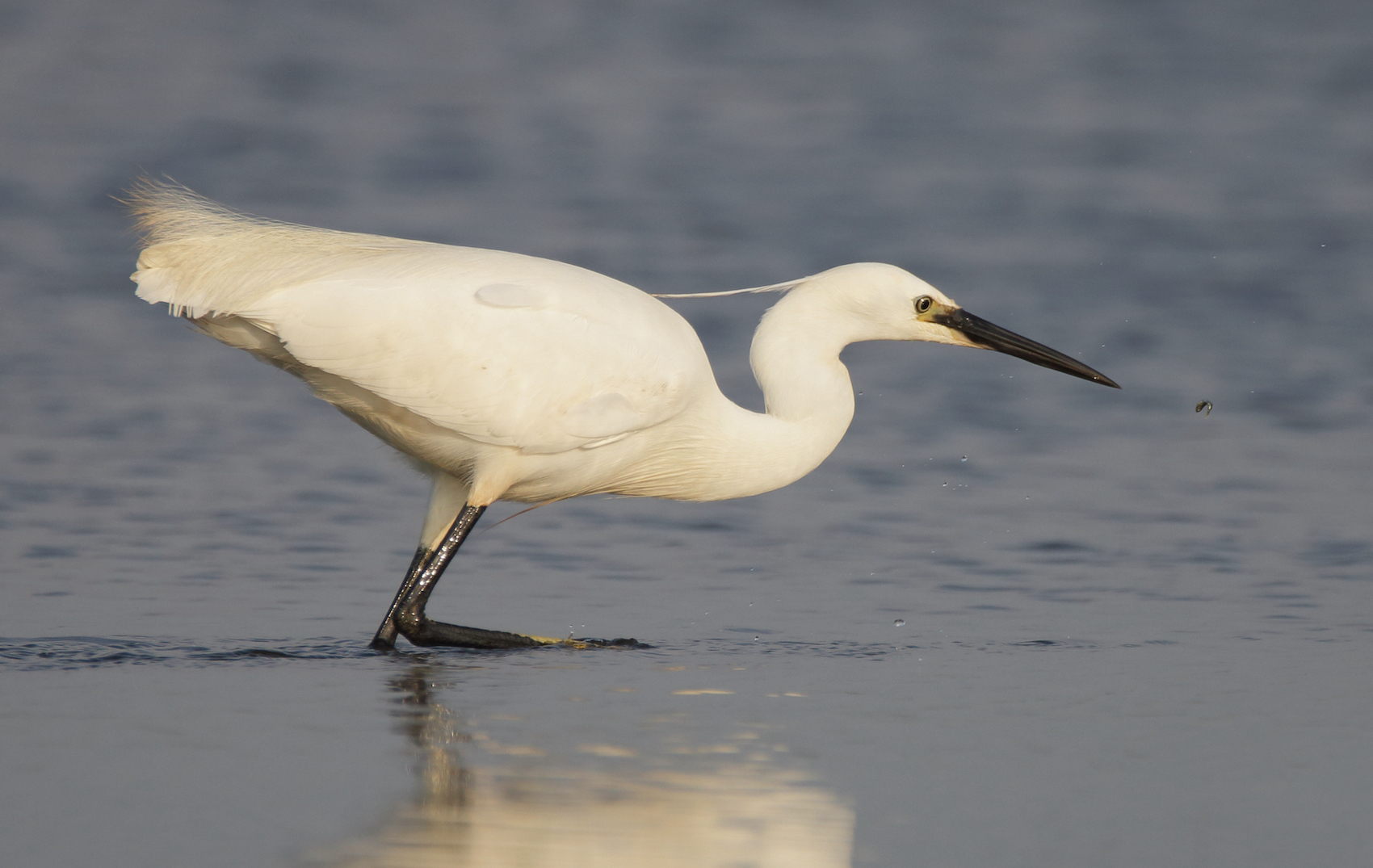 LittleEgret 270518 Frampton NeilSmith