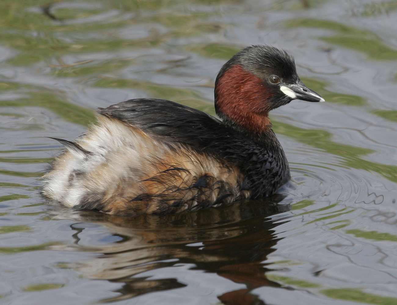 LittleGrebe 260410 FramptonMarsh Neil Smith
