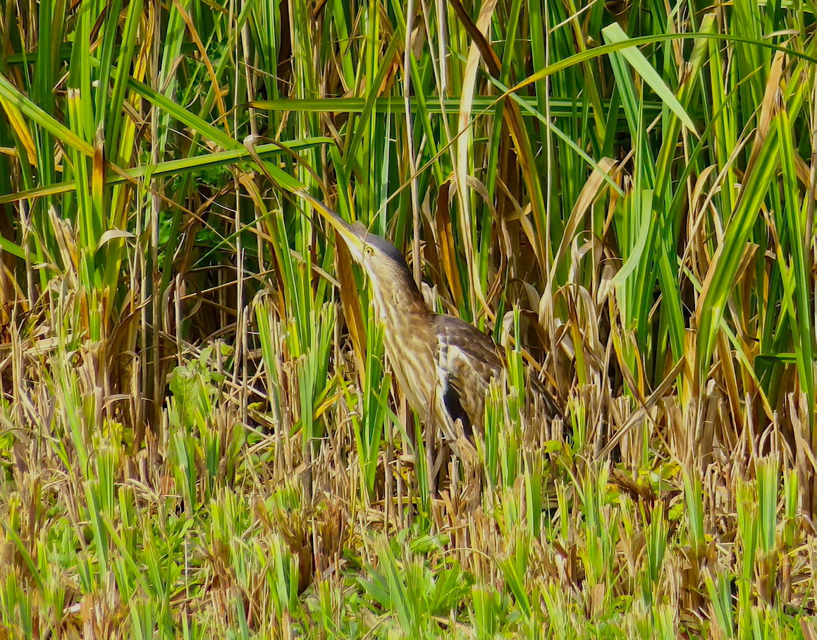 Little Bittern HuttoftPit Lincs 071020 JSiddle SharpenAI Focus