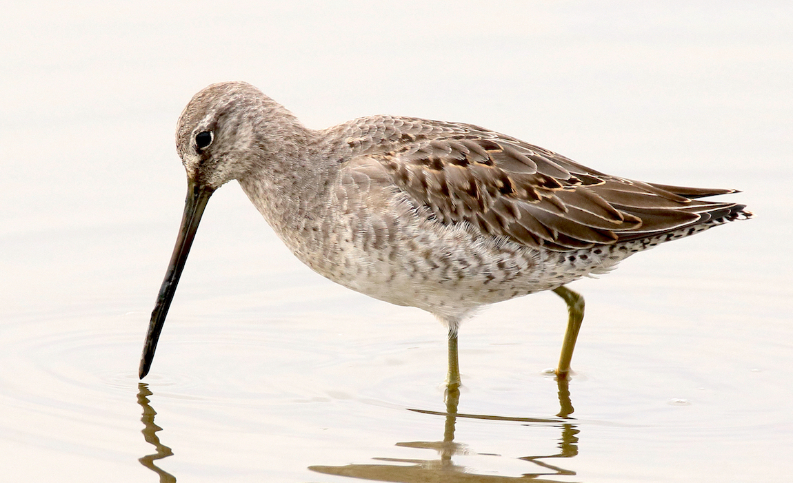 LongBilledDowitcher 291016 FramptonMarsh NeilSmith