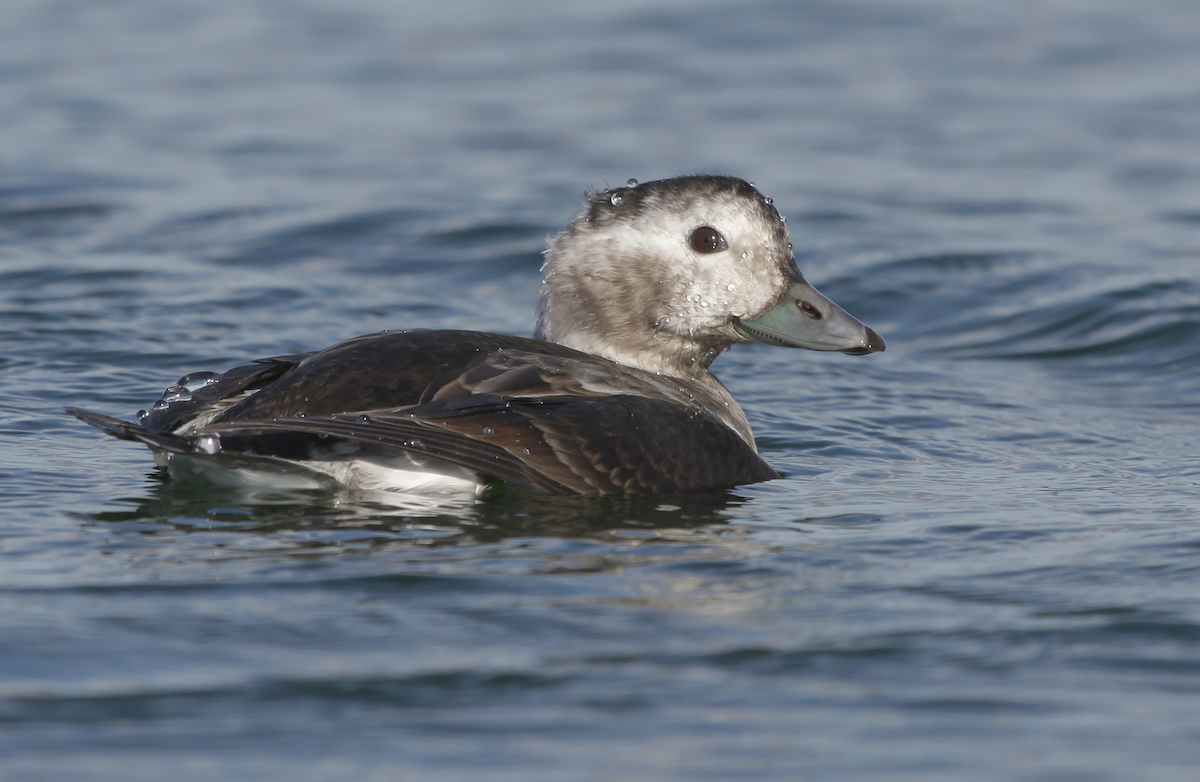 LongTailedDuck 221010 CovenhamRes NeilSmith