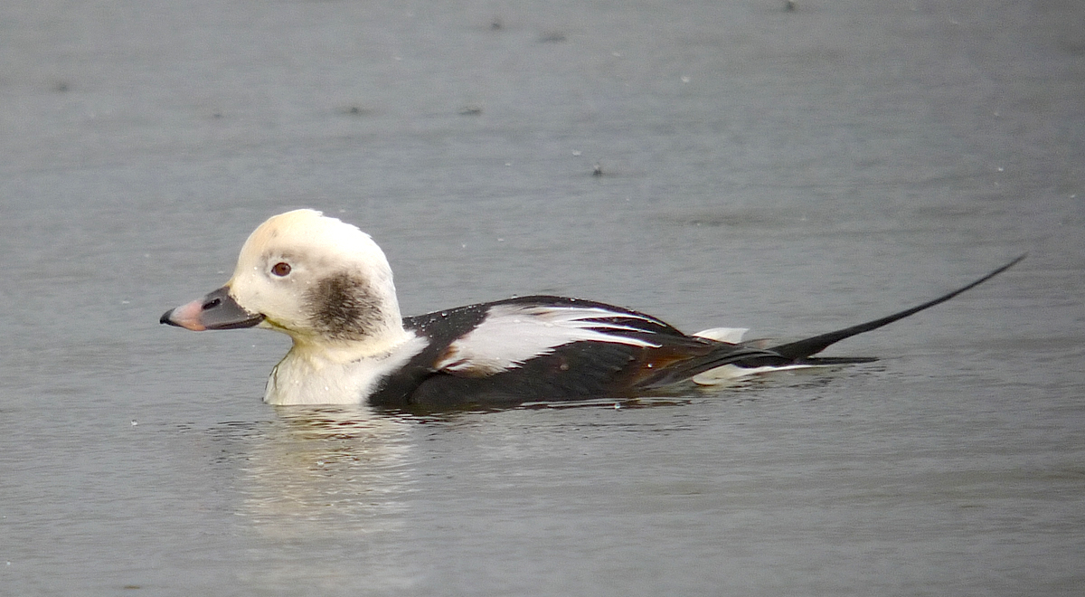 LongTailedDuck 231010 GibPoint RussDHayes