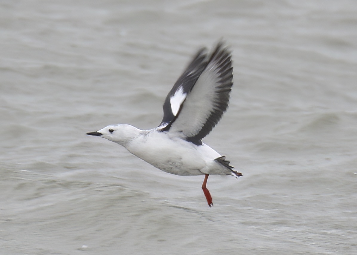 MandtsBlackGuillemot1 101217 WithamMouth SGantlett topaz denoise