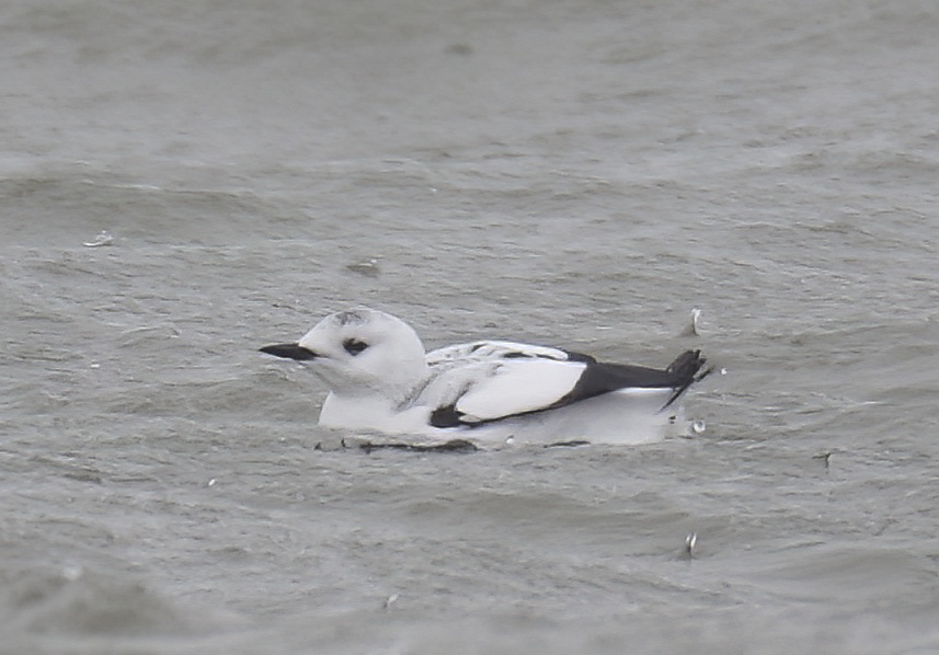 MandtsBlackGuillemot2 101217 WithaMouth SGantlett topaz denoise