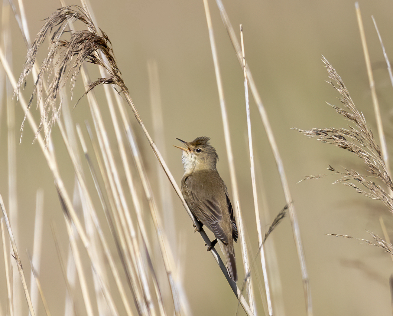 Marsh warbler Wolla bank June 2020
