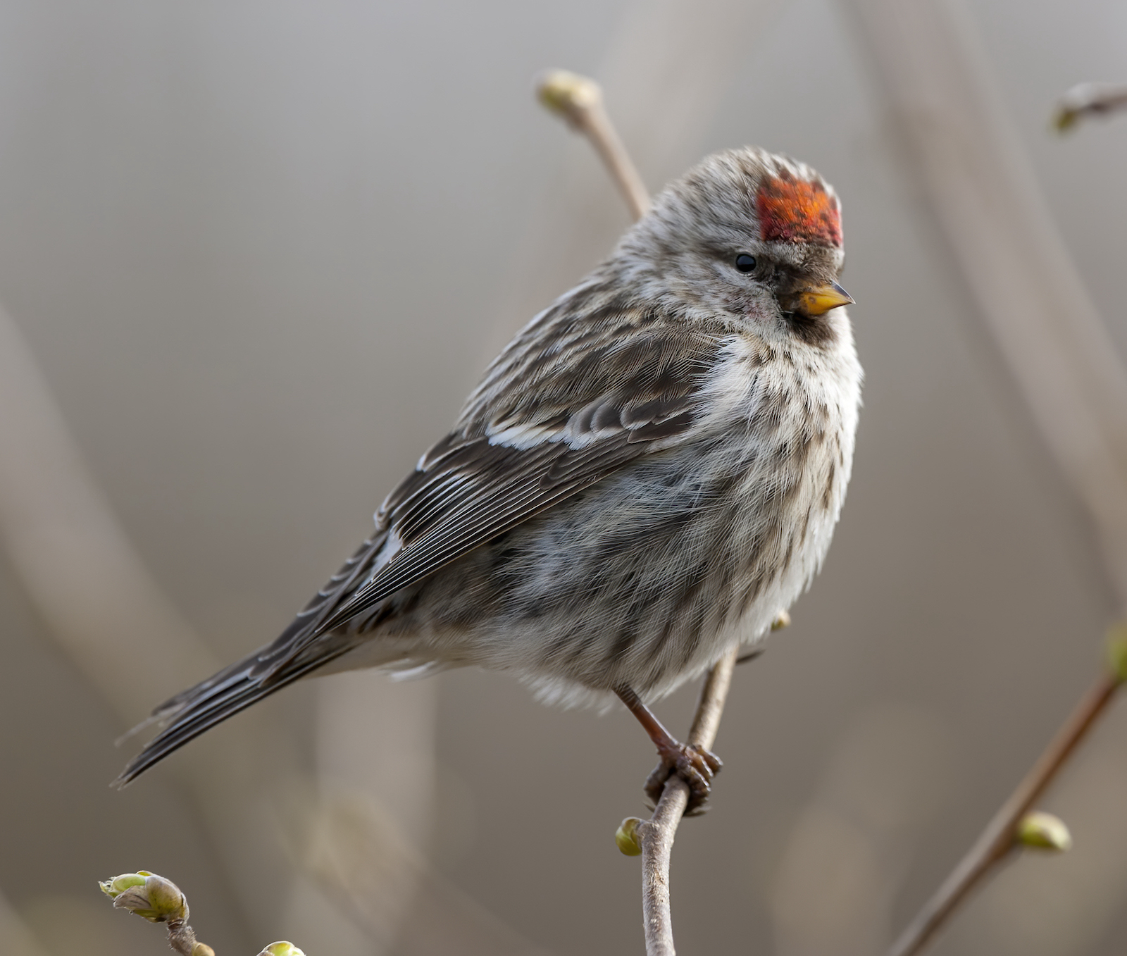 MealyRedpoll1 050308 WatersEdgeCP GPCatley