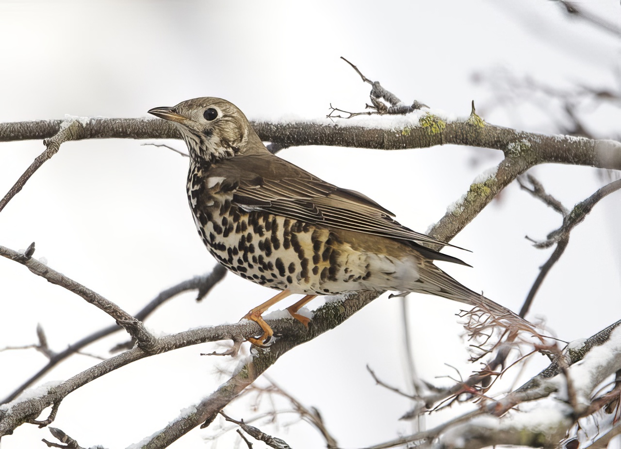 MistleThrush 101210 BartononHumber GPCatley topaz enhance
