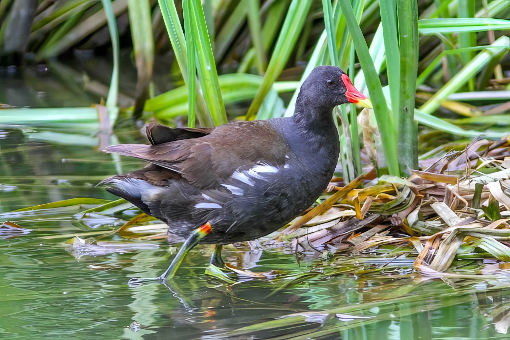 Moorhen 110718 GibPoint PaulHyde topaz enhance
