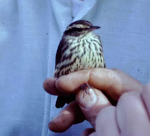 NWaterthrush Gib 22 10 88 SharpenAI Motion