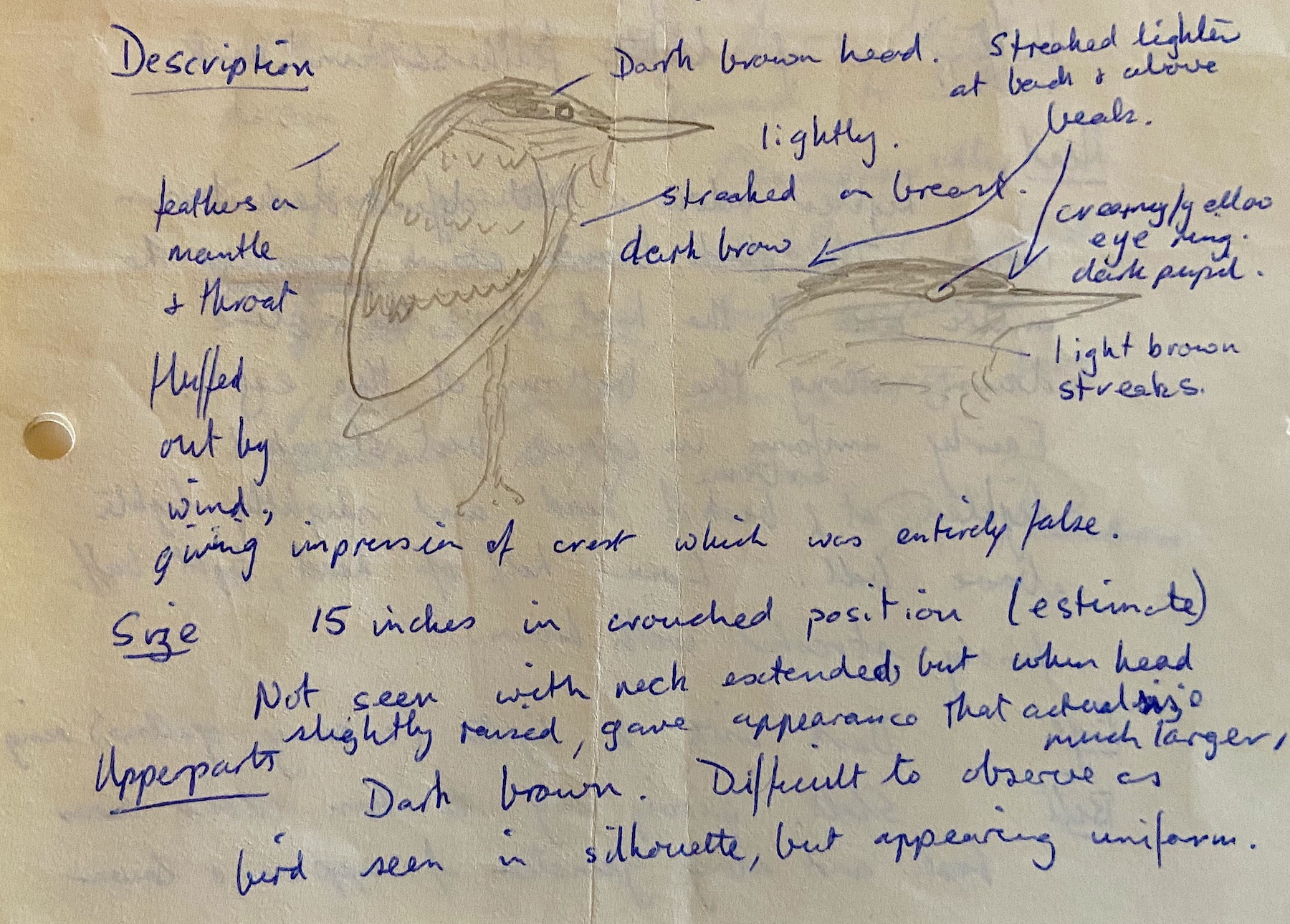 NightHeron Sketch 131173 Boston RPearson