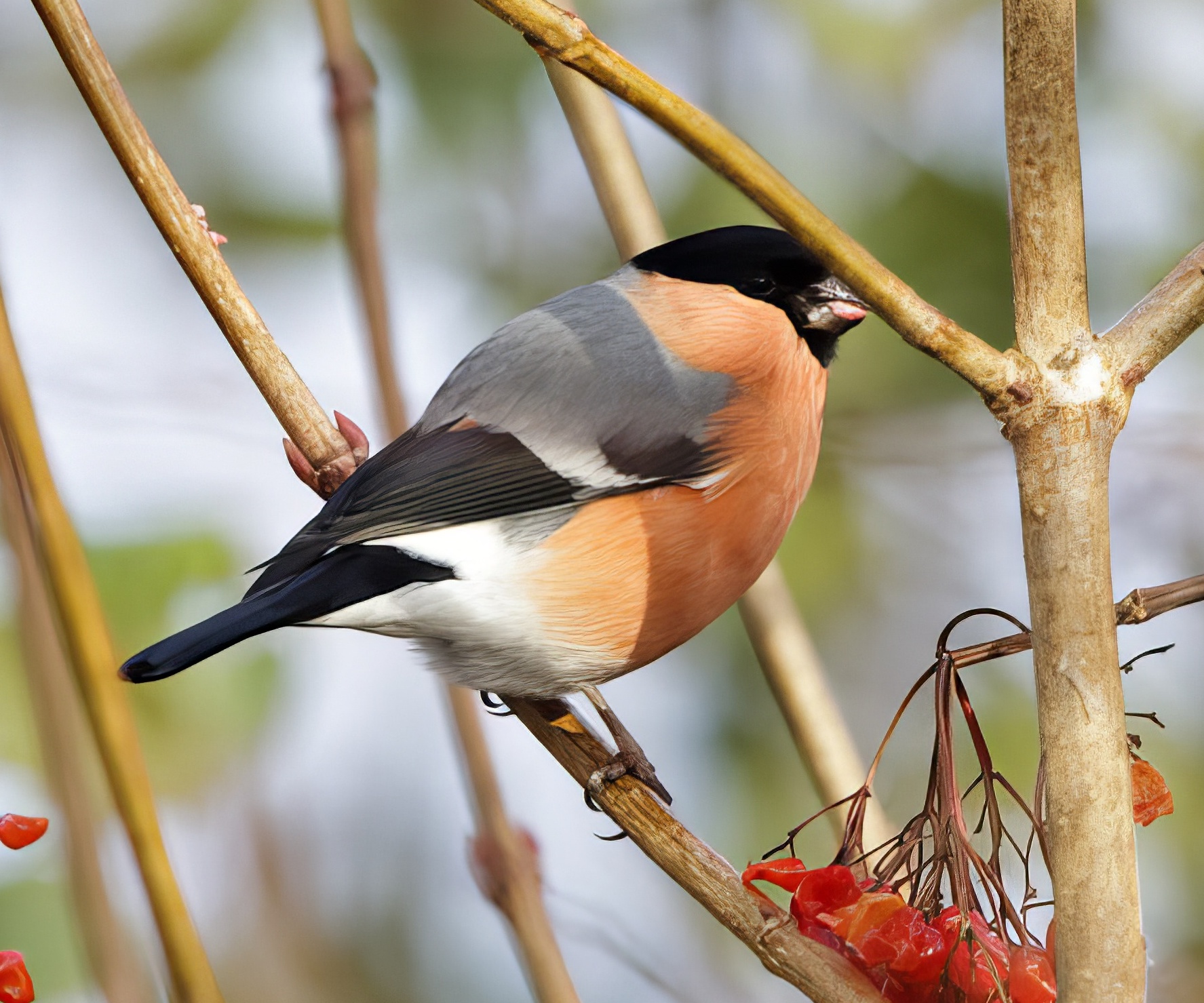 NorthernBullfinch Male 271110 WatersEdge GPCatley Bully 6 topaz enhance