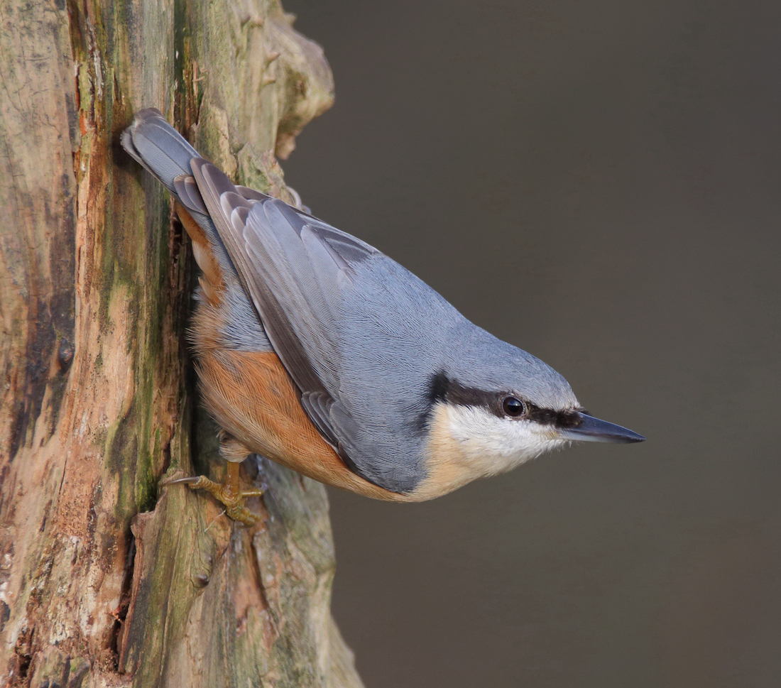 Nuthatch 170820 SouthLincs NeilSmith