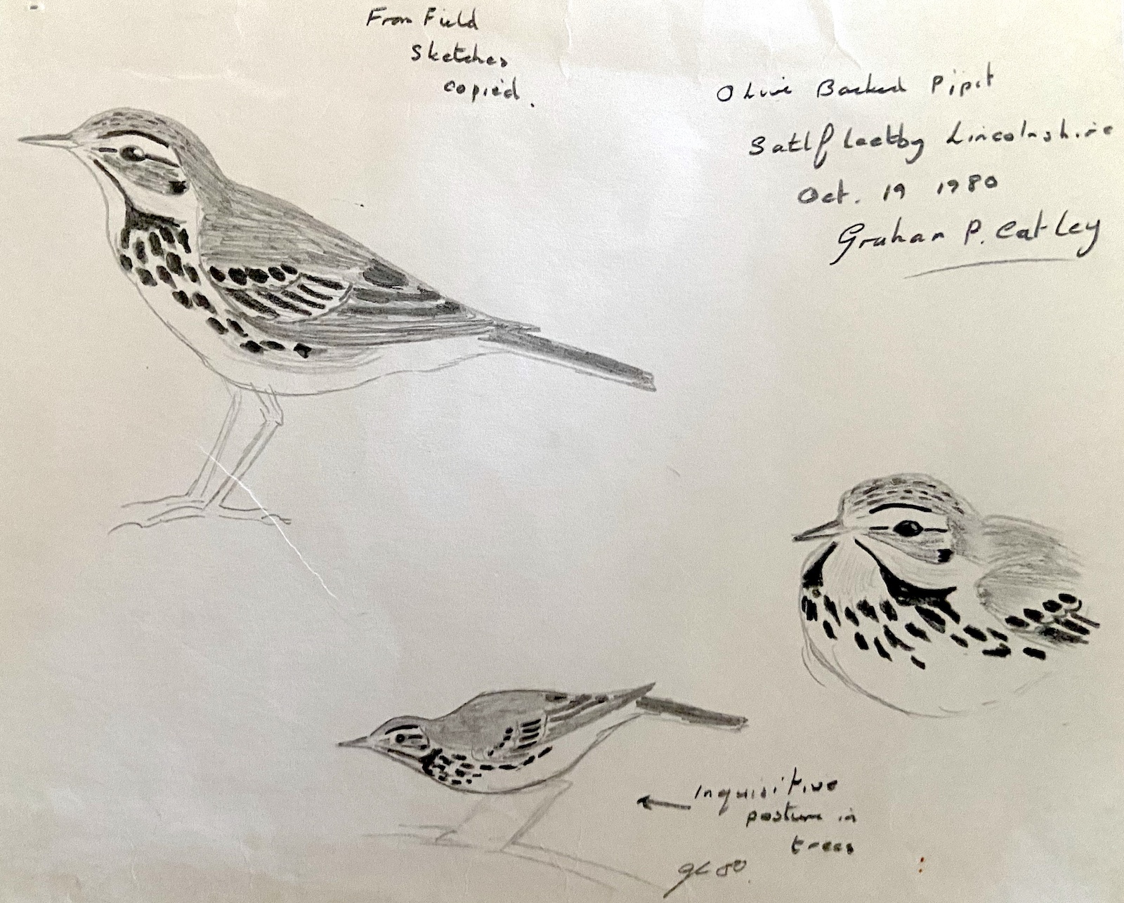 OliveBackedPipit 191080 STNNNR GPCatley
