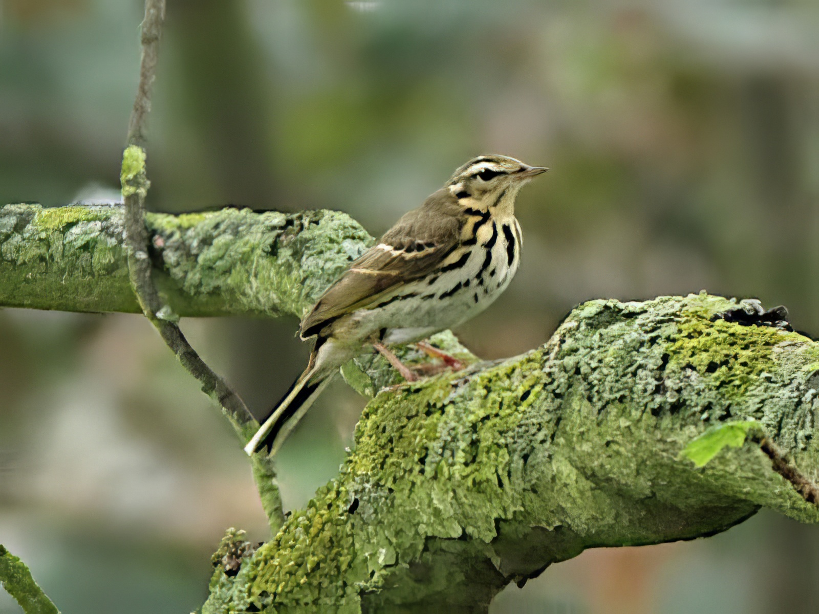 OliveBackedPipit 200914 GibPoint RusHayes topaz enhance