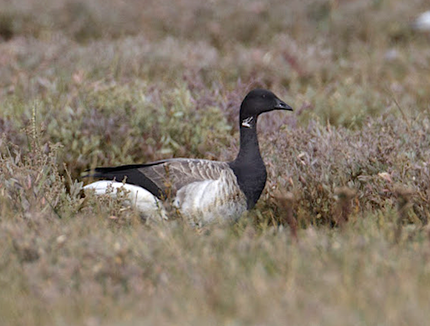 PaleBelliedBrent 031013 Grainthorpe GPCatley