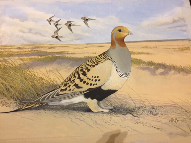 PallasSandgrouse Cover Borrow Jan2021