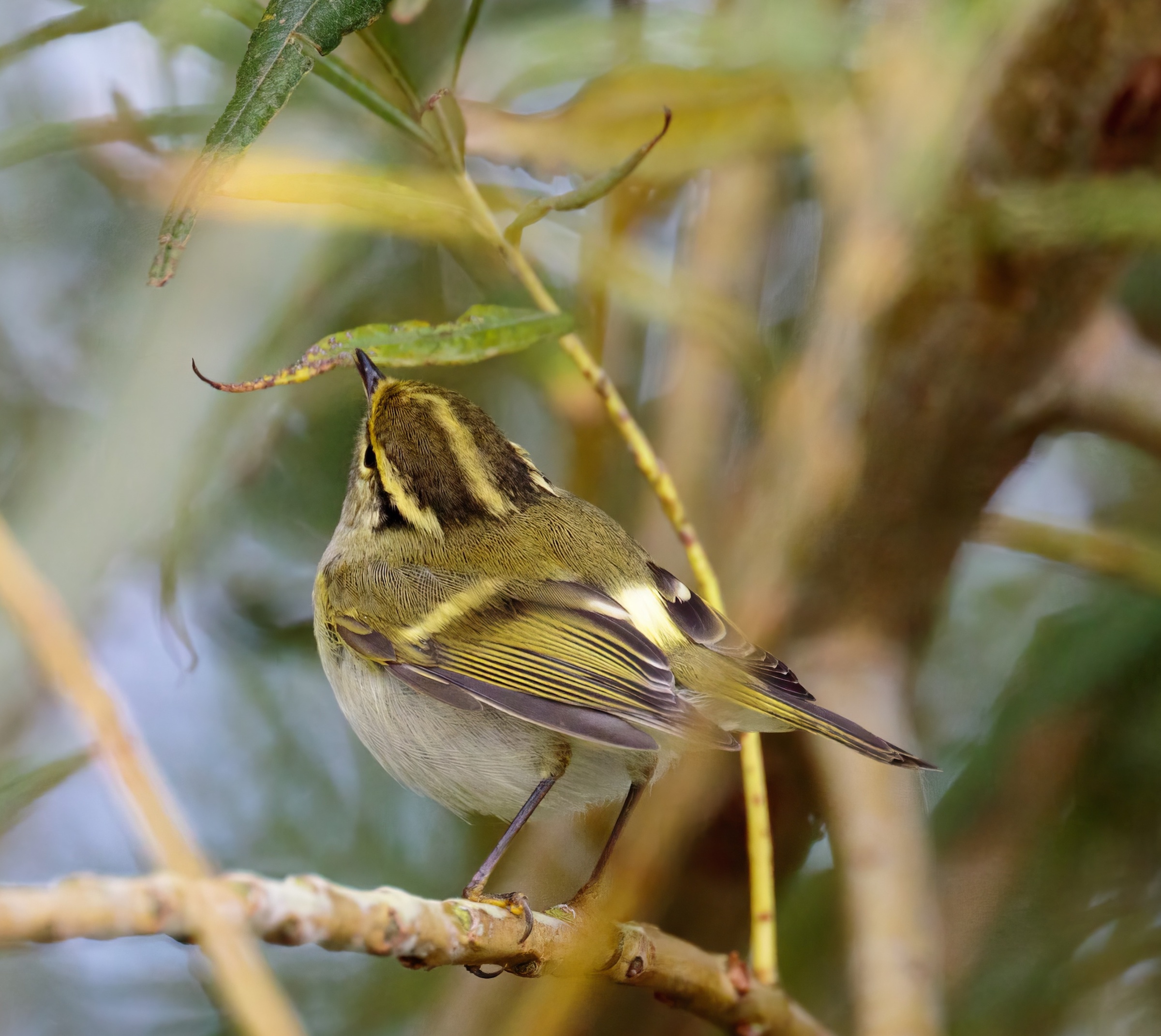 PallassWarbler1 081016 DonnaNook GPCatley topaz enhance