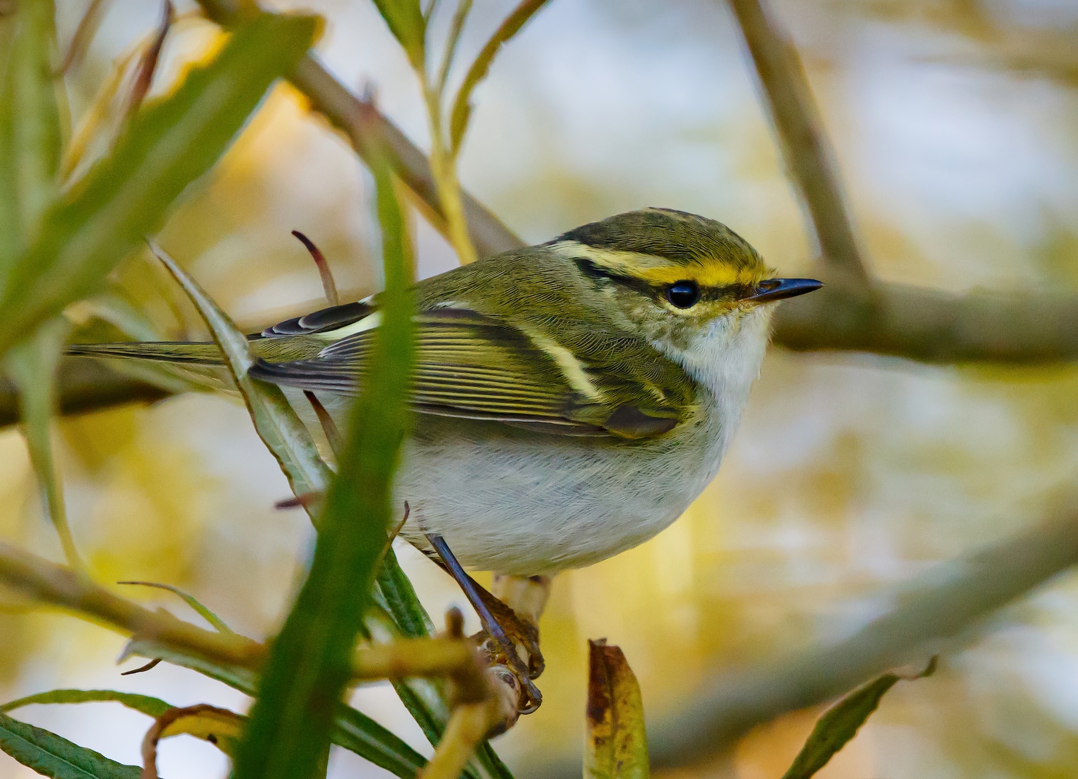 PallassWarbler2 091016 DonnaNook JRClarkson topaz enhance