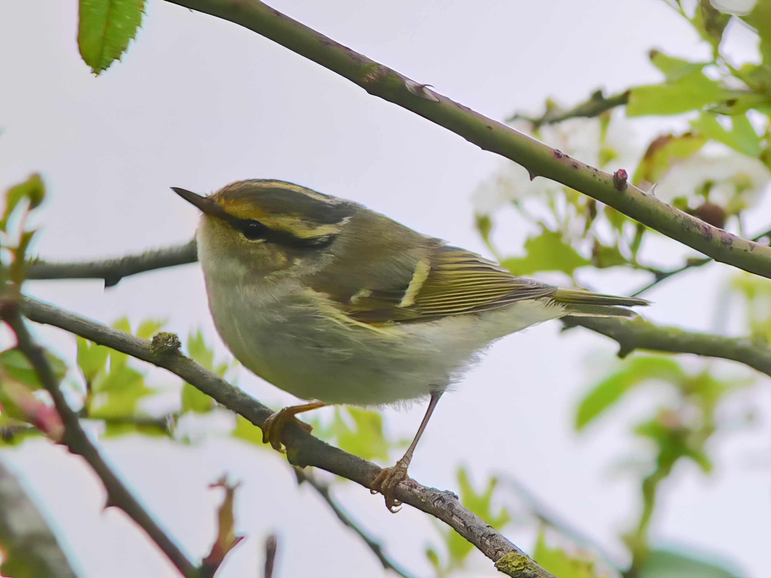 PallassWarbler FreistonShore 070507 RDH topaz enhance