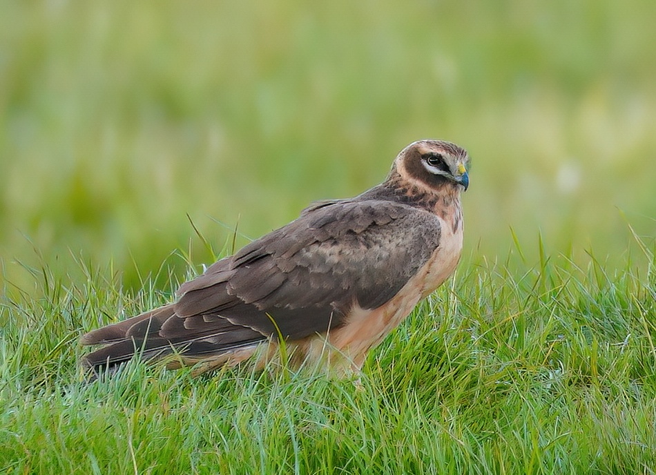 PallidHarrier1 070521 BonbyCarrs LEveratt topaz denoise