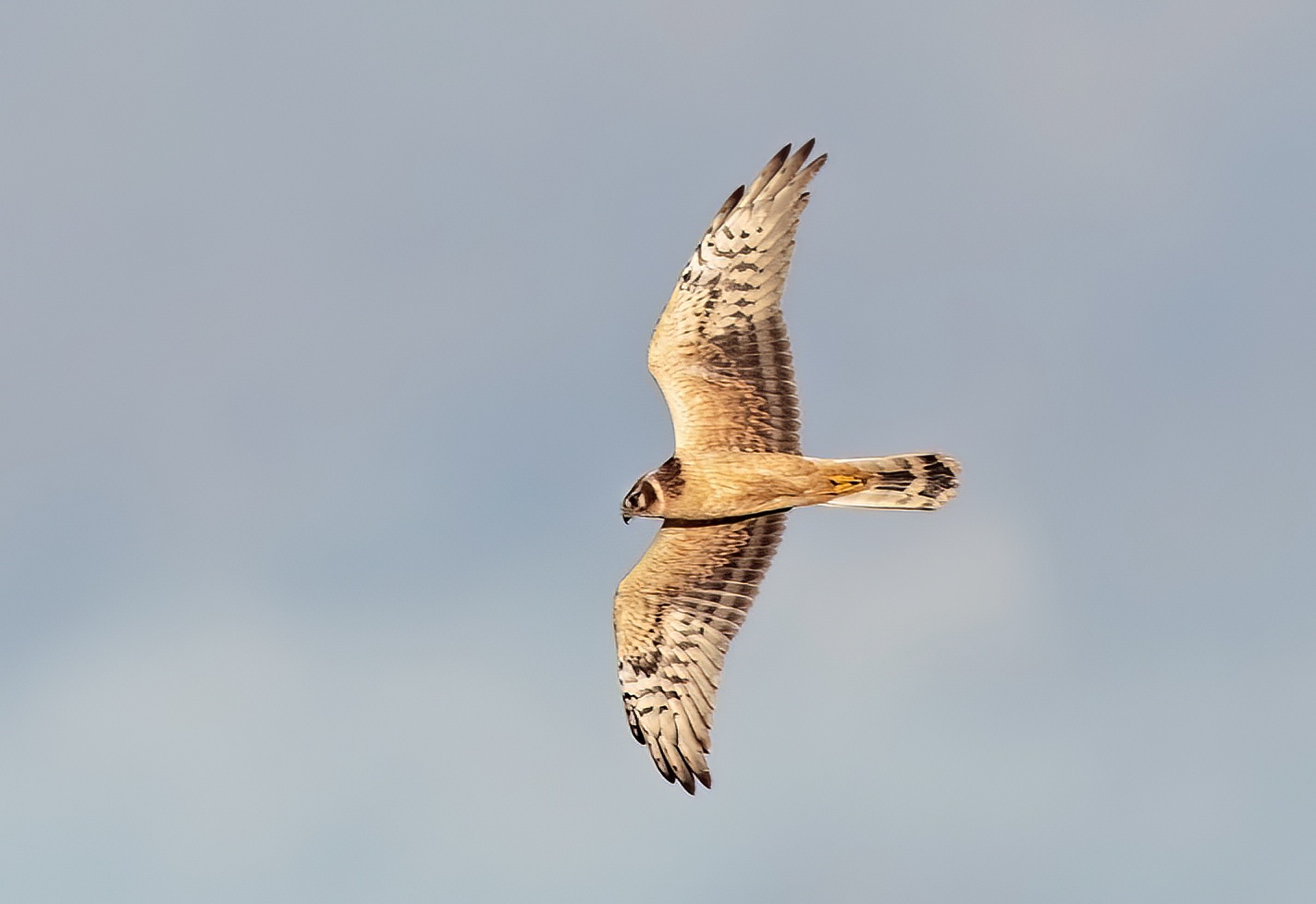 PallidHarrier 071115 Gib Point GPCatley topaz denoise