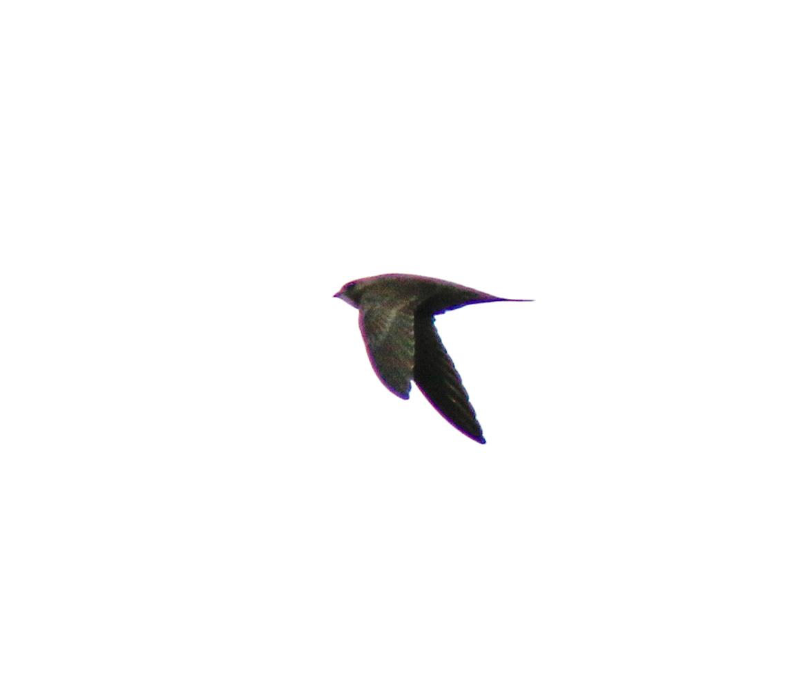 Pallid Swift1 111118 Dawson CityGoxhill Haven SRoutledge