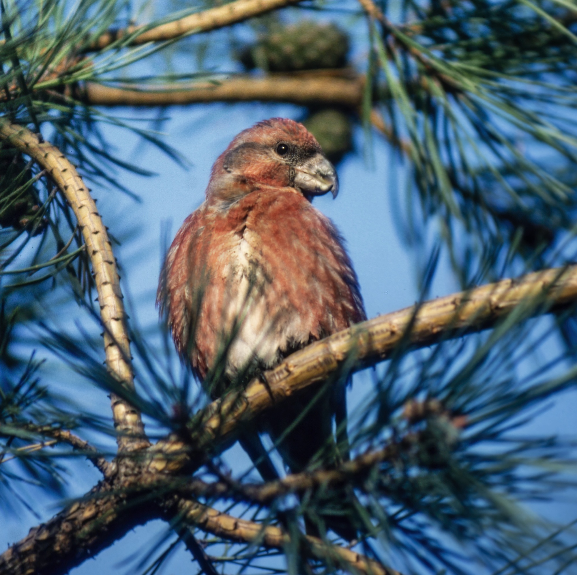ParrotCrossbill 121082 HumberstoneFitties GPCatley topaz sharpen