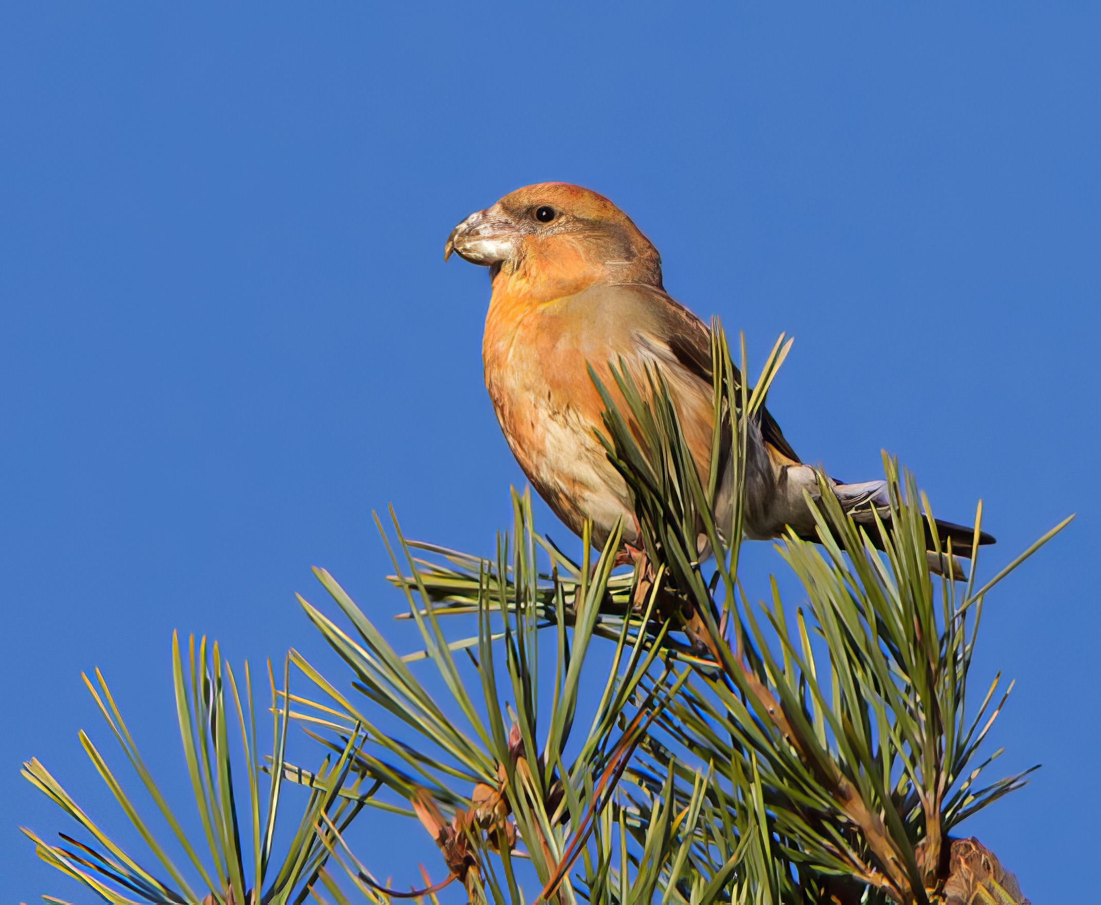ParrotCrossbill 191213 ChambersFarmWood RTelfer topaz enhance