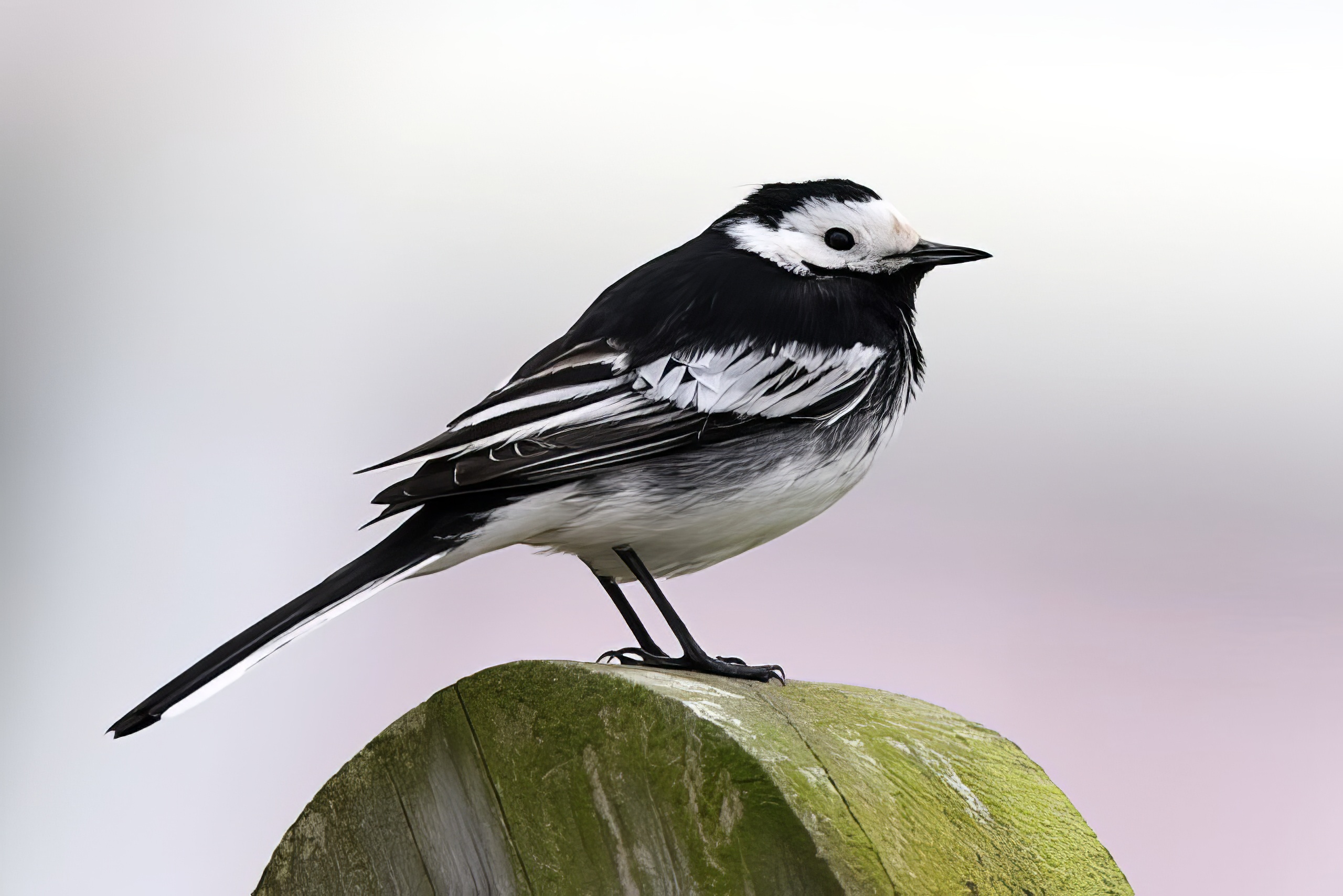 PiedWagtail 180407 HartsholmePark DEades topaz enhance