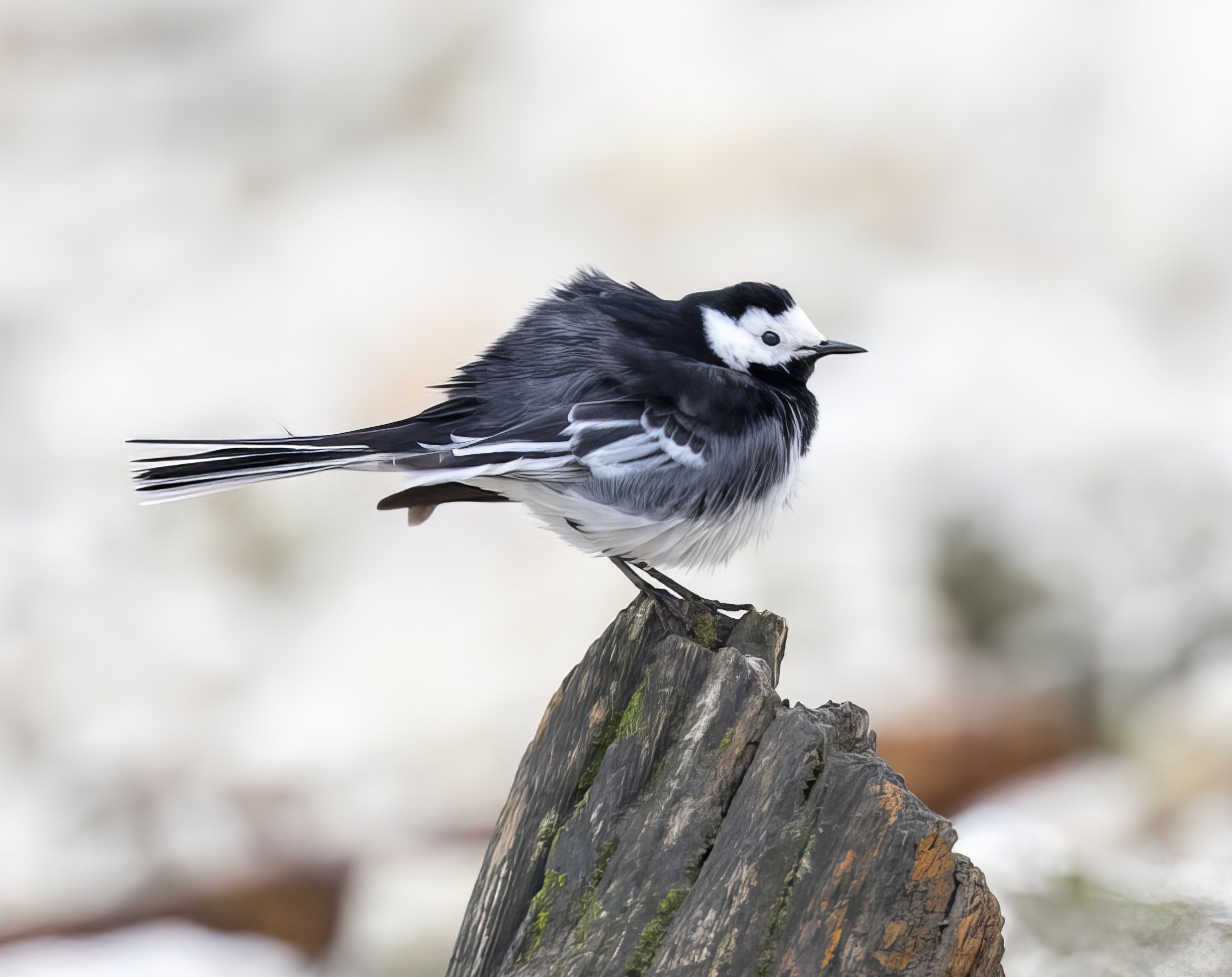 PiedWagtail 280420 BartonPits GPCatley topaz enhance