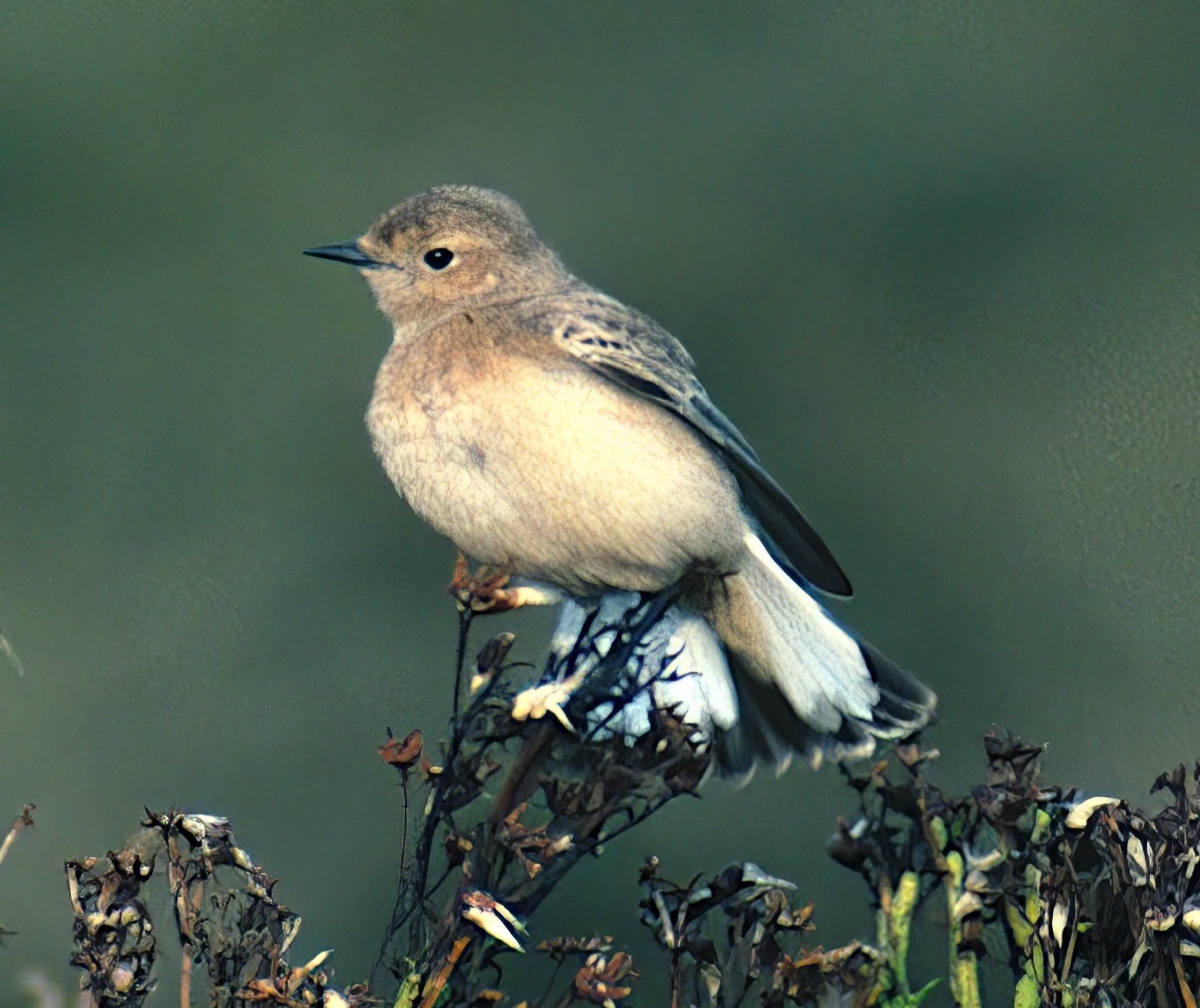PiedWheatear3 181100 GibPoint GPCatley topaz enhance