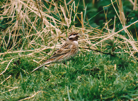 PineBunting 290395 GibPoint NigeLound topaz enhance