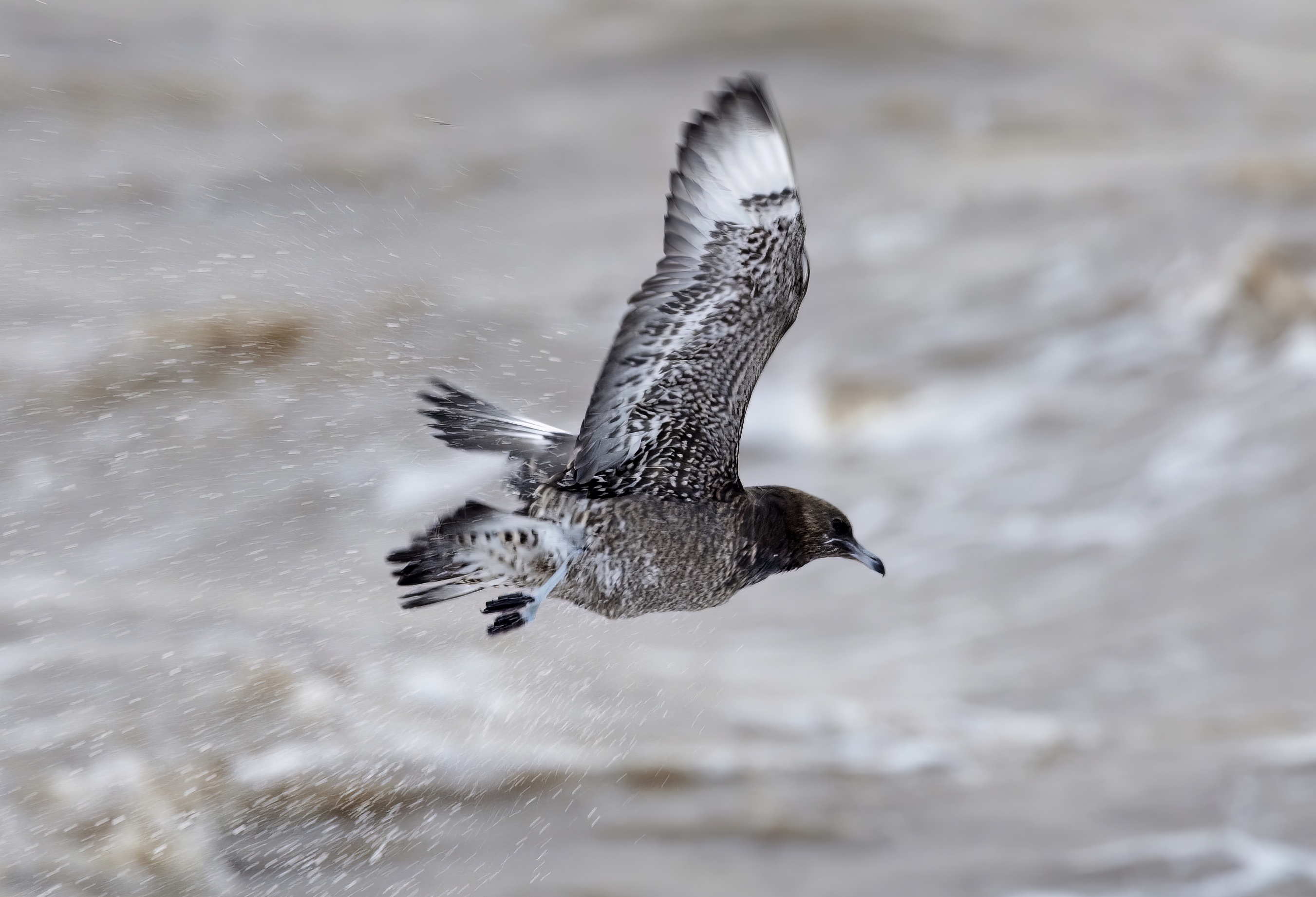 PomarineSkua 011210 Pyewipe GPCatley topaz denoise enhance