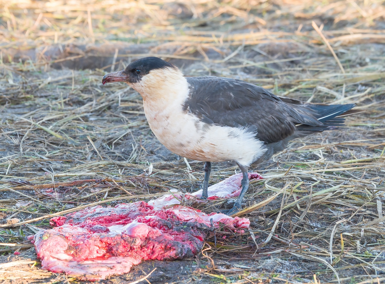 PomarineSkua 021219 DonnaNook PAHyde topaz denoise