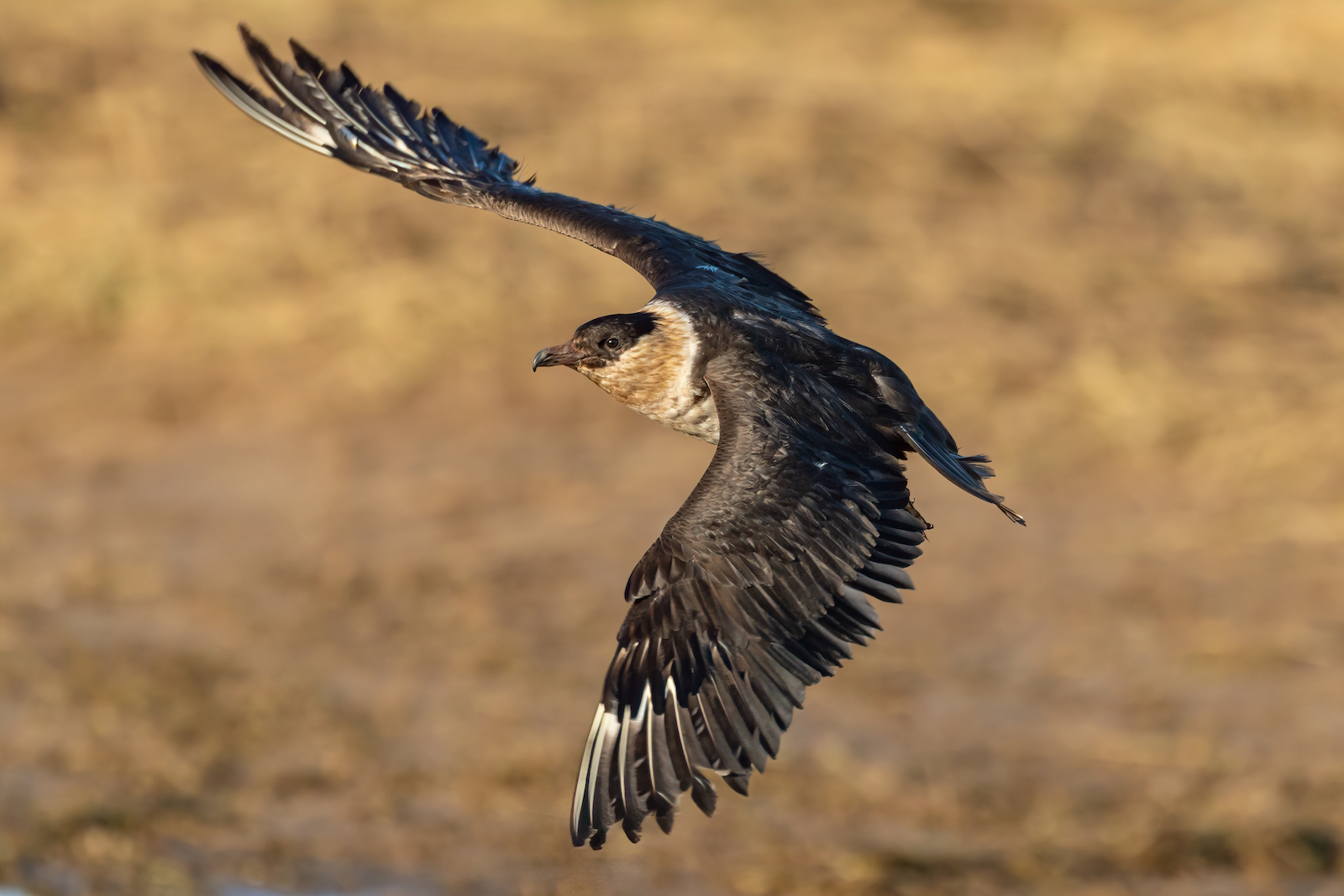 PomarineSkua 041219 DonnaNook MarkJohnson