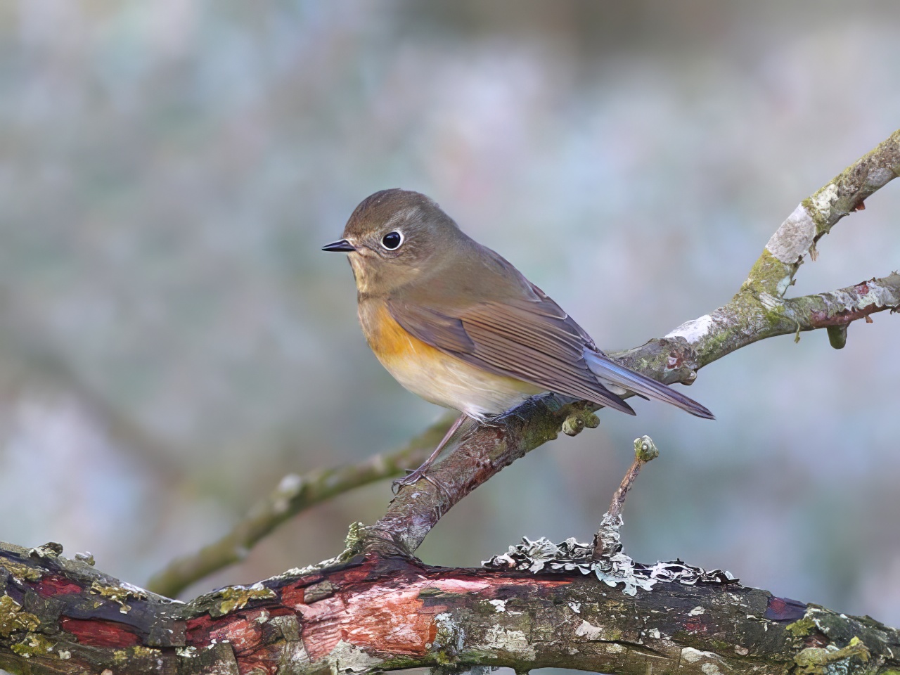 ReFlankedBluetail GibPoint 121016 RDoan topaz enhance