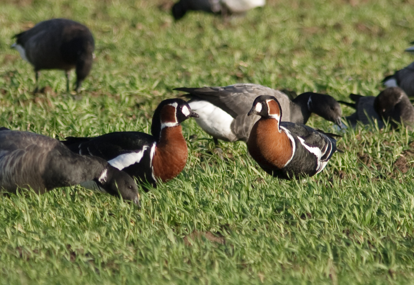 RedBreastedGeese Nov2006GPCatley