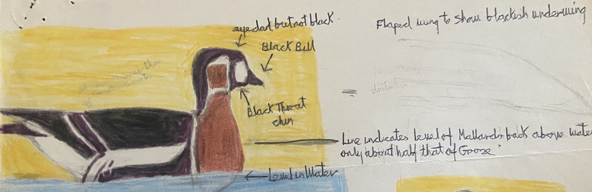 RedBreastedGoose1 011078 Covenham BMClarkson