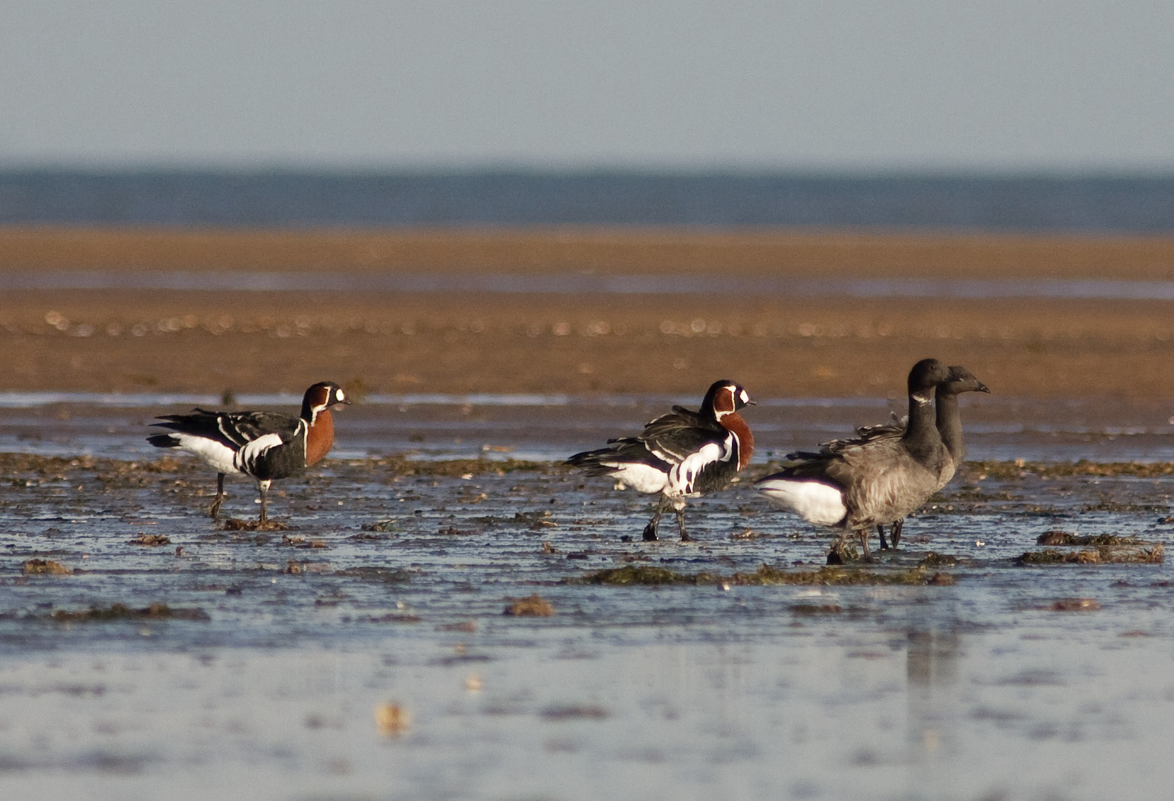 RedBreastedGoose1 241006 Saltfleet GPCatley