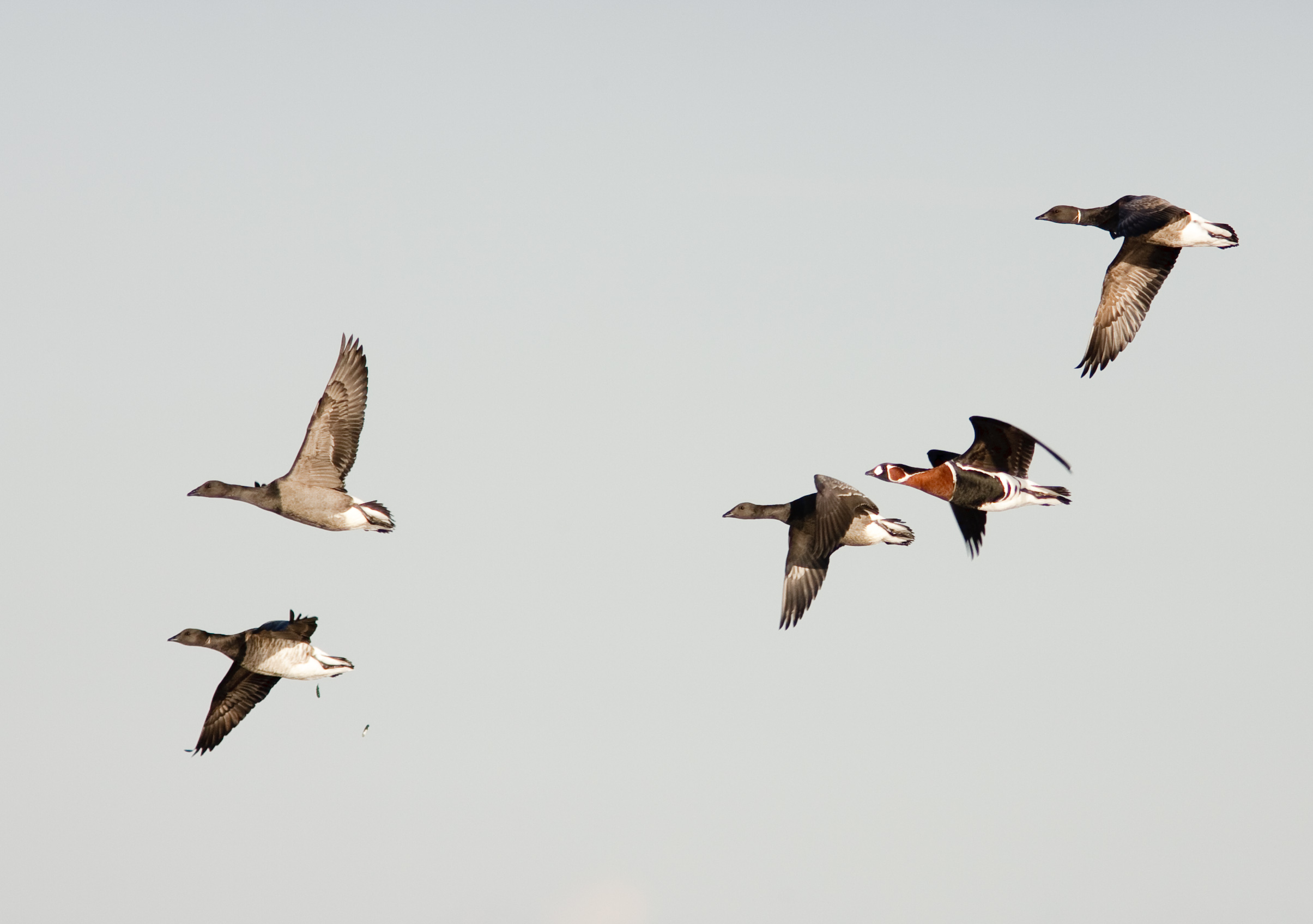 RedBreastedGoose2 241006 Saltfleet GPCatley
