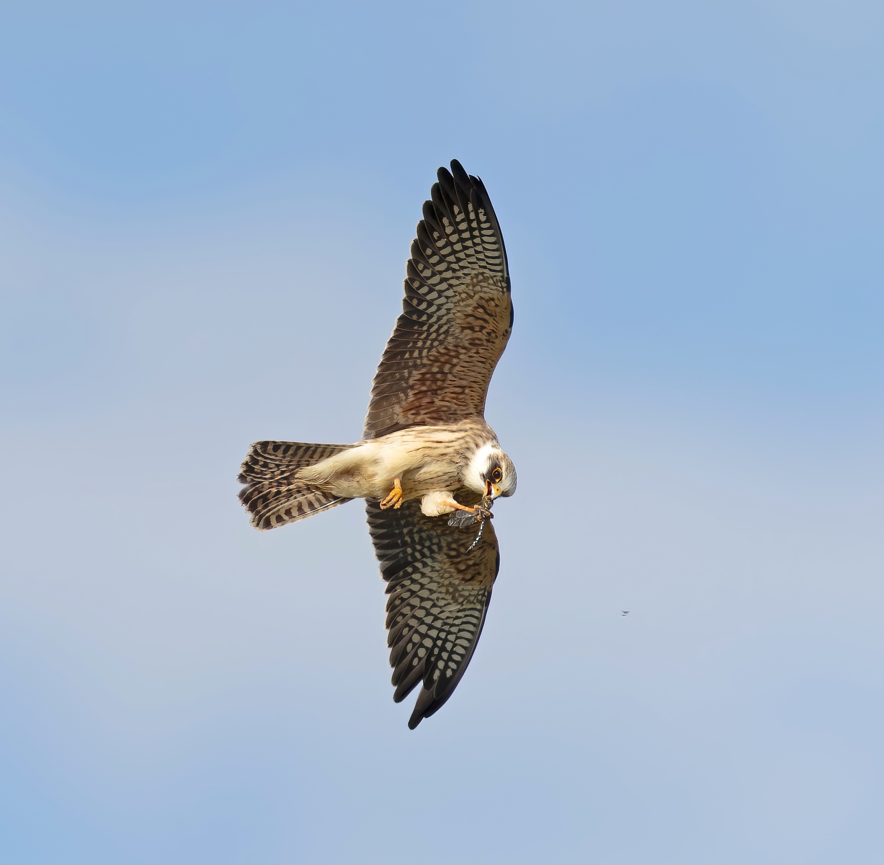 RedFootedFalcon 140915 GibPoint GPCatley topaz enhance