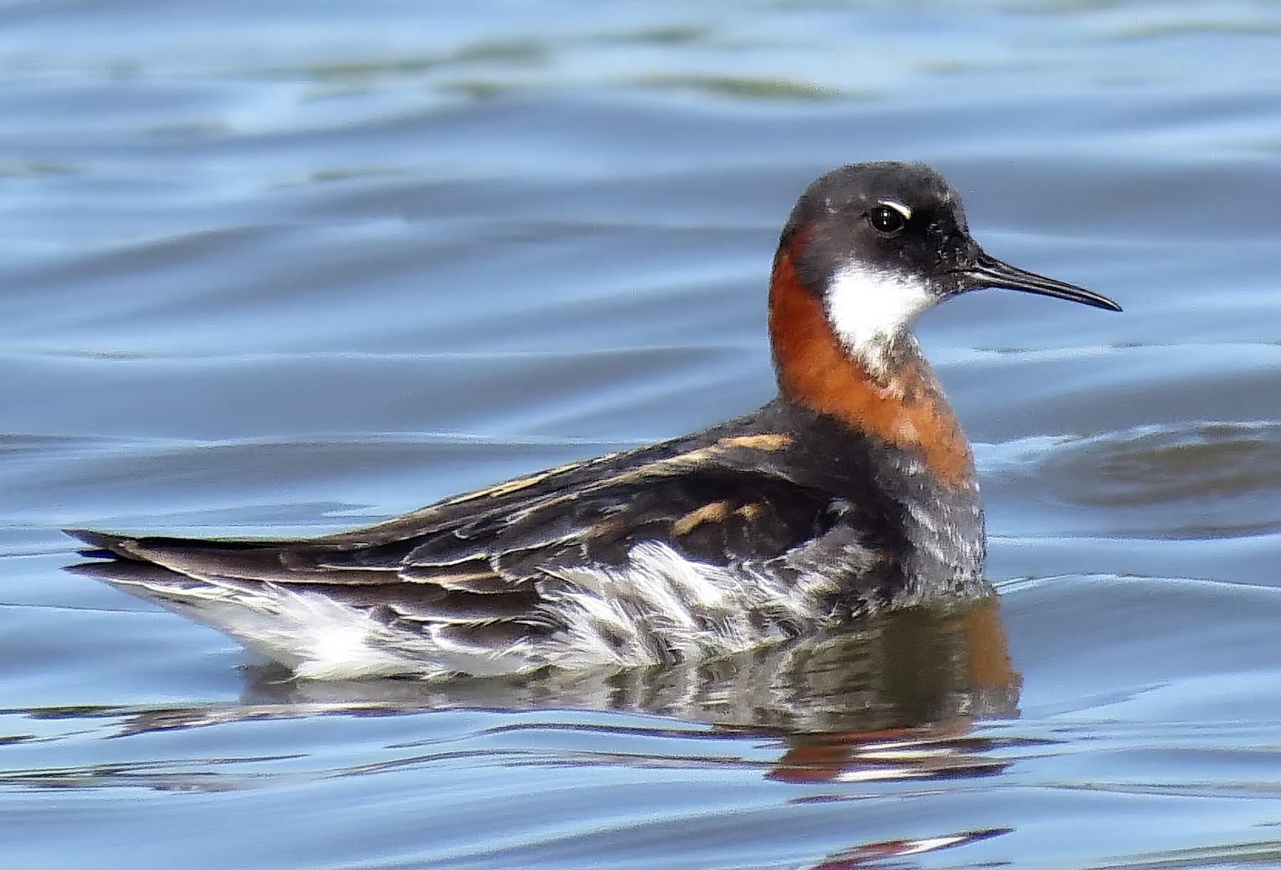 RedNeckedPhalarope West Ashby 200518 topaz enhance
