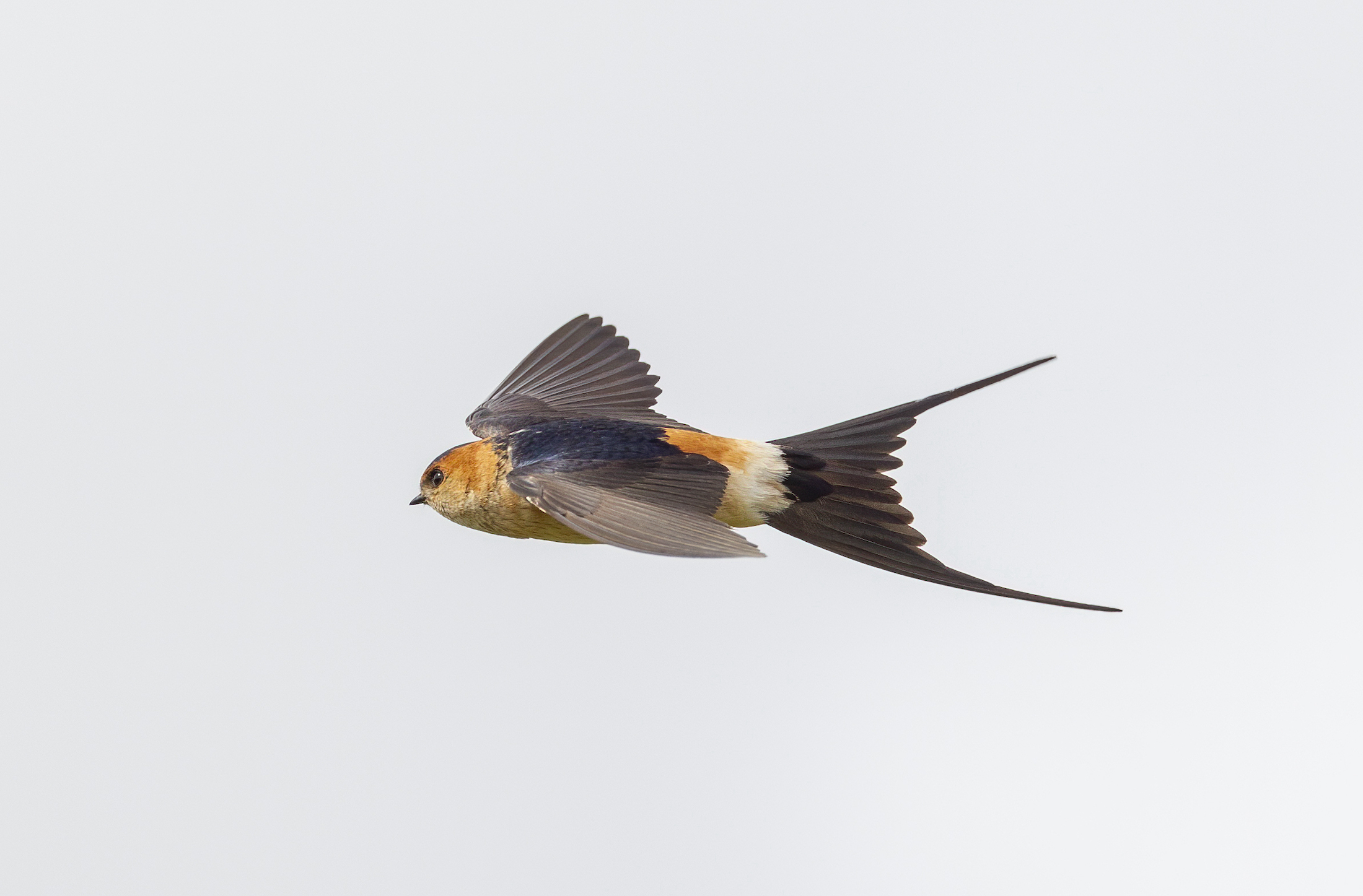 RedRumpedSwallow 280412 Barton Pits GPCatley